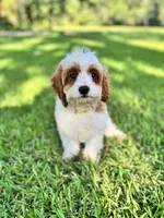 Daisy, a female Cavapoo and Poodle - Miniature  for sale in Jacksonville, FL – 1 of 3