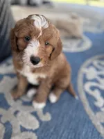 Killian, a male Poodle - Miniature  and Miniature Goldendoodle for sale in Jacksonville, FL – Photo 2 of 3