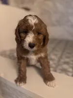 Killian, a male Poodle - Miniature  and Miniature Goldendoodle for sale in Jacksonville, FL – Photo 1 of 3