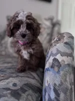 BG, a female Cavapoo and Poodle - Miniature  for sale in Jacksonville, FL – Photo 8 of 9