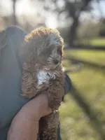 BG, a female Cavapoo and Poodle - Miniature  for sale in Jacksonville, FL – Photo 7 of 9
