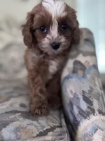 BG, a female Cavapoo and Poodle - Miniature  for sale in Jacksonville, FL – Photo 3 of 9