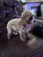 BG, a female Cavapoo and Poodle - Miniature  for sale in Jacksonville, FL – Photo 9 of 9