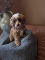 BG, a female Cavapoo and Poodle - Miniature  for sale in Jacksonville, FL – Photo 4 of 9