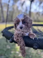 BG, a female Cavapoo and Poodle - Miniature  for sale in Jacksonville, FL – Photo 1 of 9