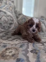BG, a female Cavapoo and Poodle - Miniature  for sale in Jacksonville, FL – Photo 6 of 9