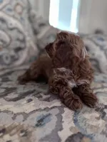 BG, a female Cavapoo and Poodle - Miniature  for sale in Jacksonville, FL – Photo 5 of 9