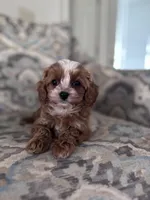 BG, a female Cavapoo and Poodle - Miniature  for sale in Jacksonville, FL – Photo 2 of 9