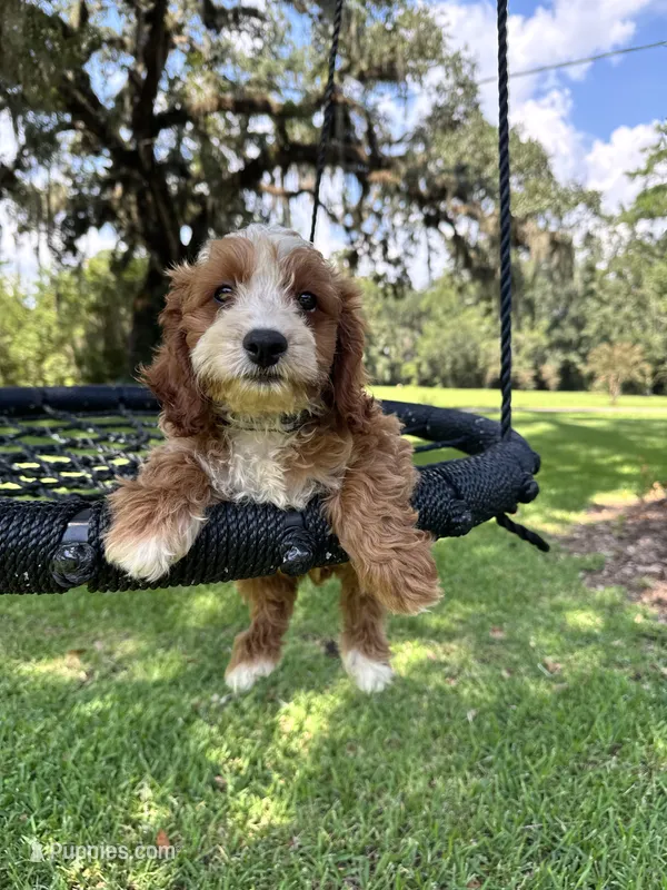 Blacky  – Cavapoo, Poodle - Miniature  puppy for sale in Jacksonville, FL