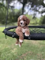 Blue boy, a male Cavapoo and Poodle - Miniature  for sale in Jacksonville, FL – 3 of 5