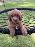 Bear, a male Cavapoo and Poodle - Miniature  for sale in Jacksonville, FL – 3 of 4