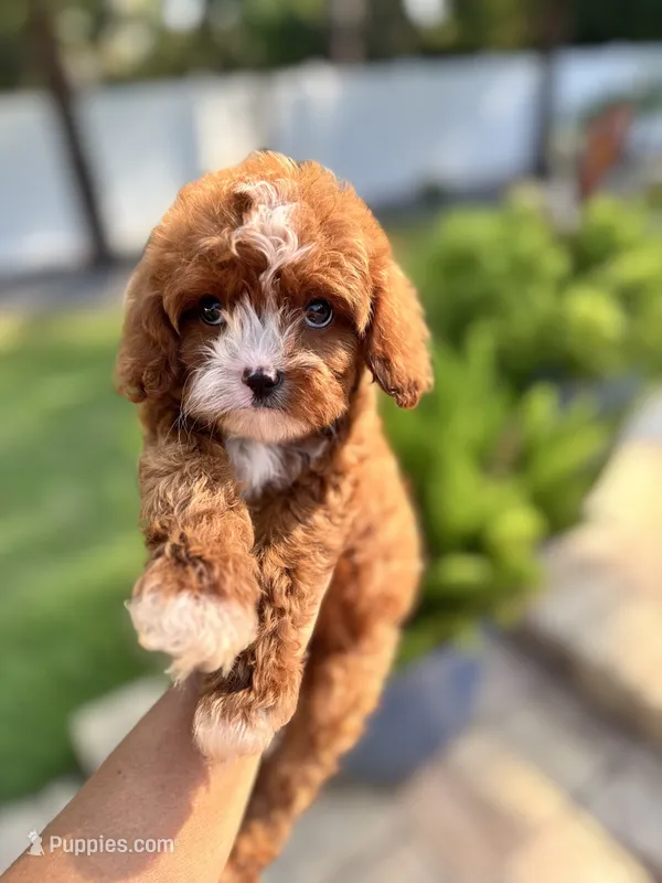 Little Bit – Cavapoo, Poodle - Miniature  puppy for sale in Jacksonville, FL
