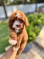 Little Bit, a male Cavapoo and Poodle - Miniature  for sale in Jacksonville, FL – 1 of 3