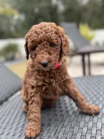 Red f1bb, a female Poodle - Miniature  and Miniature Labradoodle for sale in Jacksonville, FL – Photo 3 of 5