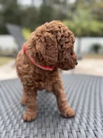 Red f1bb, a female Poodle - Miniature  and Miniature Labradoodle for sale in Jacksonville, FL – Photo 2 of 5