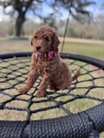 Red f1bb, a female Poodle - Miniature  and Miniature Labradoodle for sale in Jacksonville, FL – Photo 1 of 5
