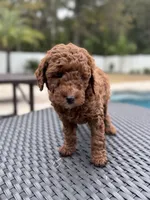 Red f1bb, a female Poodle - Miniature  and Miniature Labradoodle for sale in Jacksonville, FL – Photo 5 of 5