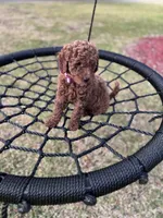 Red f1bb, a female Poodle - Miniature  and Miniature Labradoodle for sale in Jacksonville, FL – Photo 4 of 5