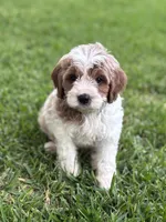 Latte, a male Cavapoo and Poodle - Miniature  for sale in Jacksonville, FL – 8 of 9