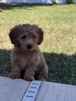 Biscuit, a female Poodle - Miniature  and Miniature Goldendoodle for sale in Jacksonville, FL – Photo 5 of 7