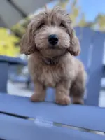 Biscuit, a female Poodle - Miniature  and Miniature Goldendoodle for sale in Jacksonville, FL – Photo 6 of 7