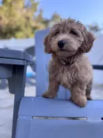 Biscuit, a female Poodle - Miniature  and Miniature Goldendoodle for sale in Jacksonville, FL – Photo 2 of 7