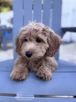 Biscuit, a female Poodle - Miniature  and Miniature Goldendoodle for sale in Jacksonville, FL – Photo 1 of 7