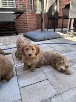 Biscuit, a female Poodle - Miniature  and Miniature Goldendoodle for sale in Jacksonville, FL – Photo 3 of 7