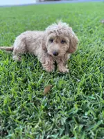 Biscuit, a female Poodle - Miniature  and Miniature Goldendoodle for sale in Jacksonville, FL – Photo 4 of 7