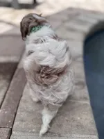 Latte, a male Cavalier King Charles Spaniel and Poodle - Miniature  for sale in Jacksonville, FL – 1 of 5