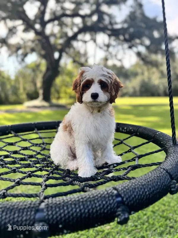 Daisy – Cavapoo, Poodle - Miniature  puppy for sale in Jacksonville, FL