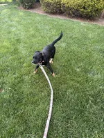 Princess , a female Labrador Retriever for sale in North Brunswick, NJ – 4 of 4