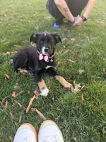 Princess , a female Labrador Retriever for sale in North Brunswick, NJ – 2 of 4