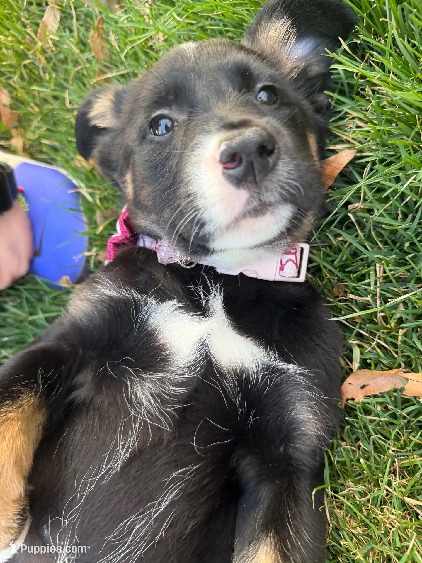 Princess , a female Labrador Retriever for sale in North Brunswick, NJ – 1 of 4