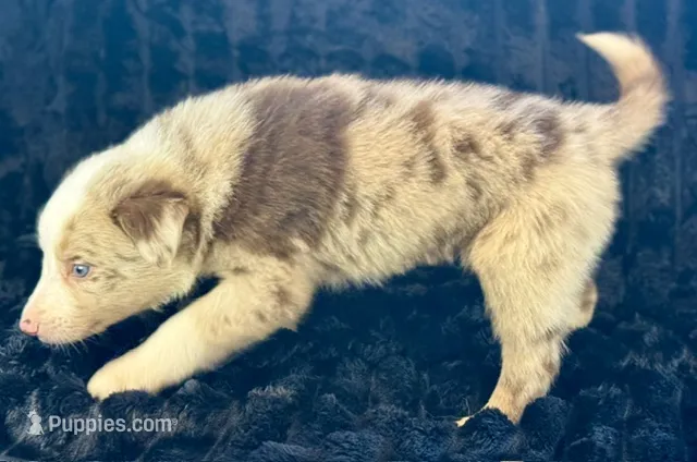 Bacon – Border Collie puppy for sale in Ellijay, GA