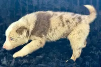 Bacon, a male Border Collie for sale in Ellijay, GA – 1 of 4