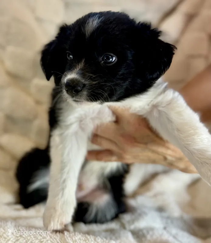 Avery – Border Collie puppy for sale in Ellijay, GA