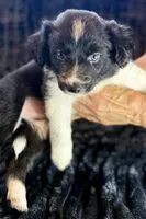 Avery, a male Border Collie for sale in Ellijay, GA – 4 of 5