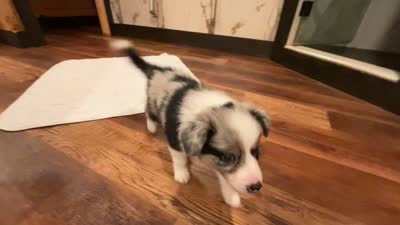 Atlas, a male Border Collie for sale in Ellijay, GA – 5 of 5