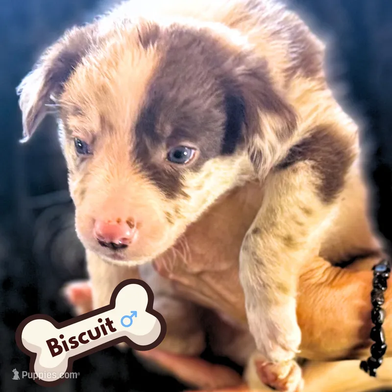 Biscuit – Border Collie puppy for sale in Ellijay, GA