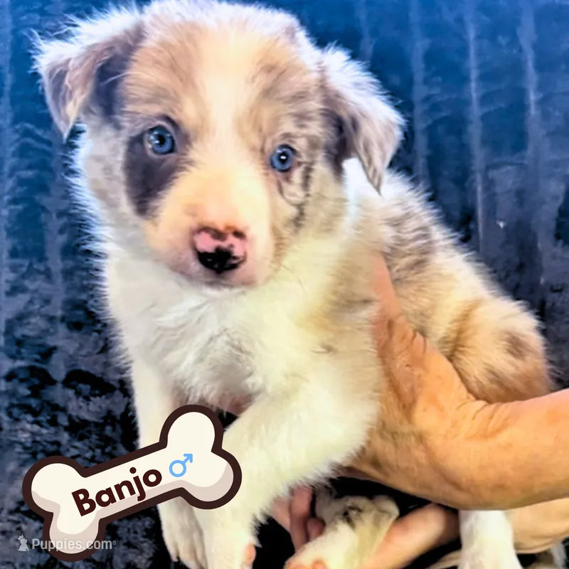 Banjo – Border Collie puppy for sale in Ellijay, GA