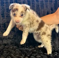Bambi, a male Border Collie for sale in Ellijay, GA – 5 of 6