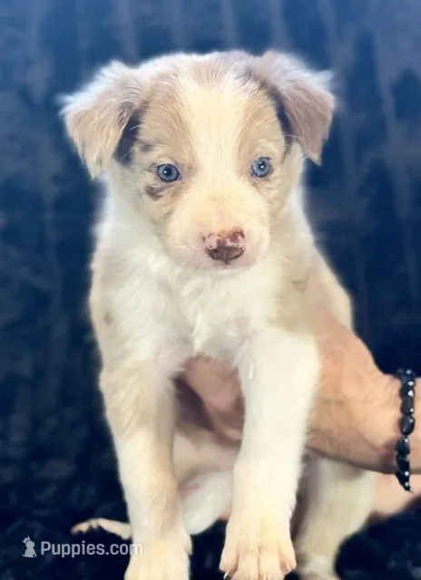 Barney – Border Collie puppy for sale in Ellijay, GA