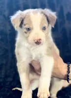 Barney, a male Border Collie for sale in Ellijay, GA – 1 of 4