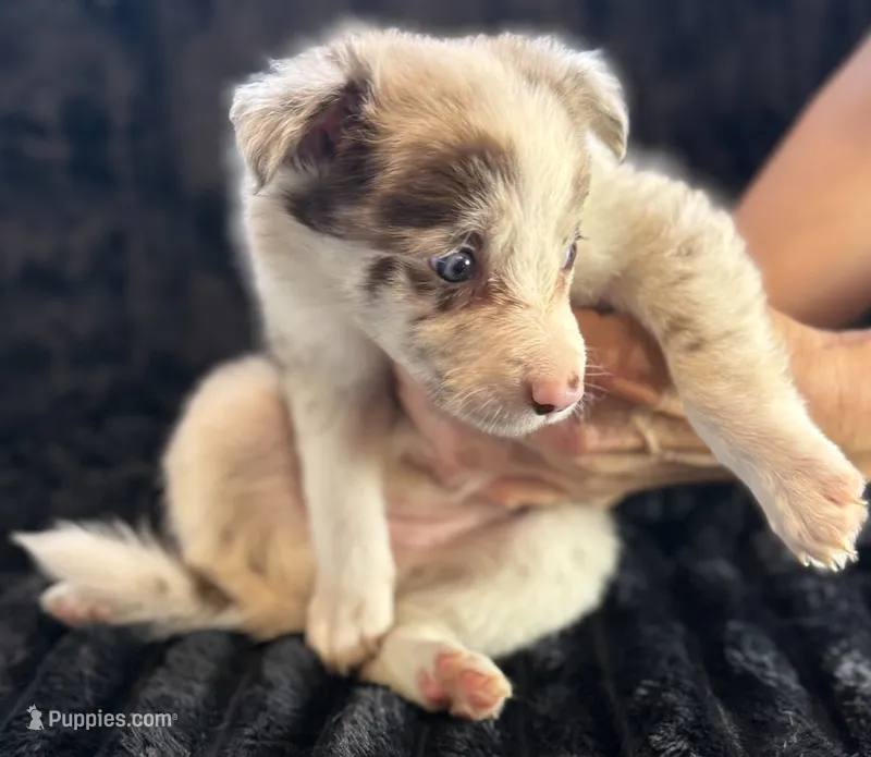 Bambi – Border Collie puppy for sale in Ellijay, GA