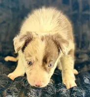 Biscuit, a male Border Collie for sale in Ellijay, GA – 3 of 5