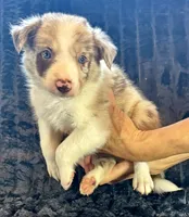 Banjo, a male Border Collie for sale in Ellijay, GA – 3 of 4