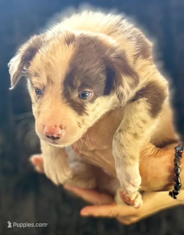 Biscuit – Border Collie puppy for sale in Ellijay, GA
