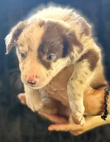 Biscuit, a male Border Collie for sale in Ellijay, GA – 1 of 5