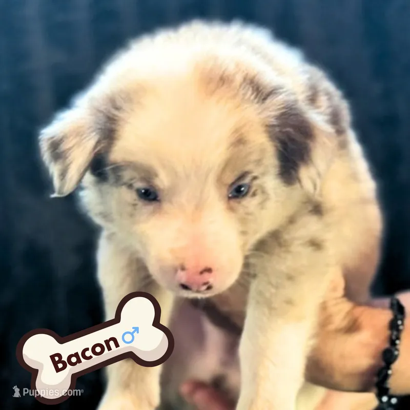 Bacon – Border Collie puppy for sale in Ellijay, GA